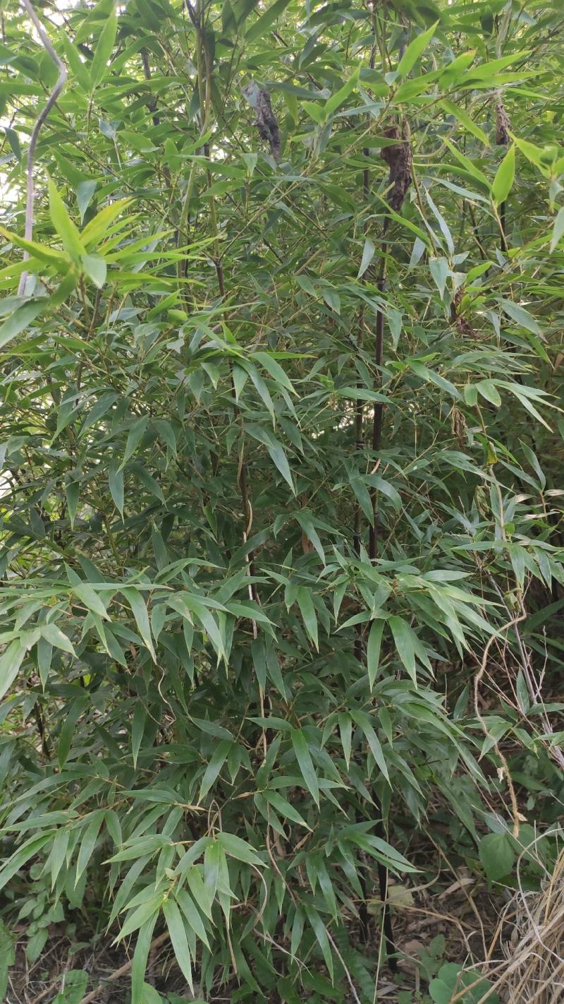 紫竹