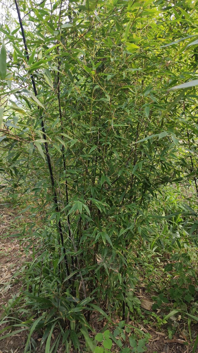 紫竹
