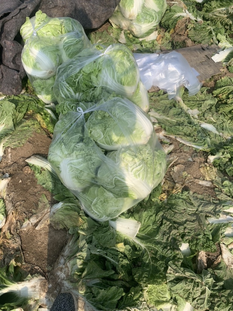 【精选秦白】秦白2号白菜产地直供需要联系4-6斤