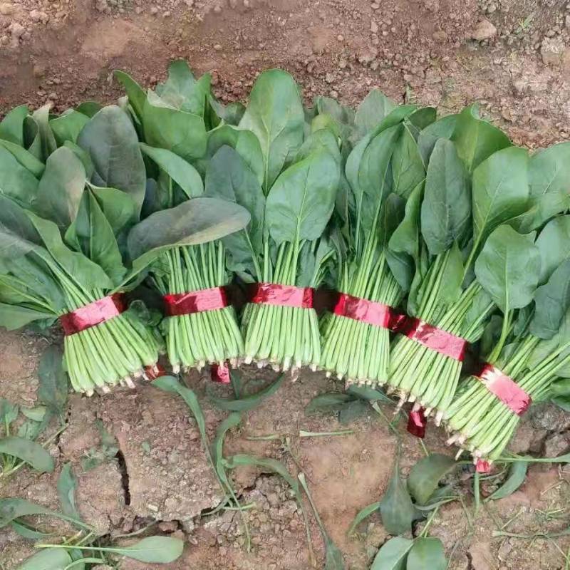 潍坊菠菜，小叶，大叶菠菜，绿油油的质量好