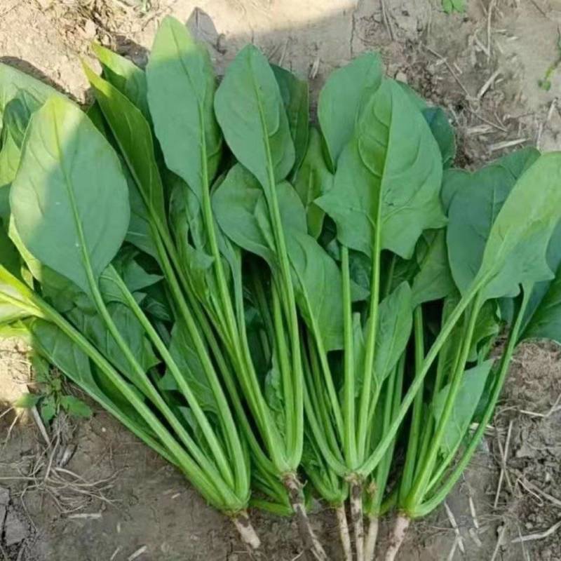 潍坊菠菜，小叶，大叶菠菜，绿油油的质量好