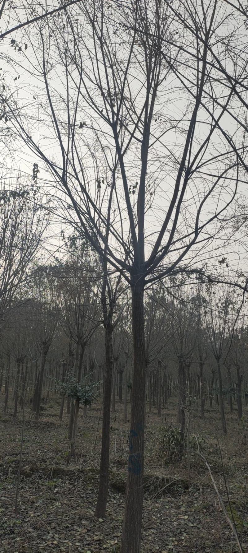 处理丝棉木