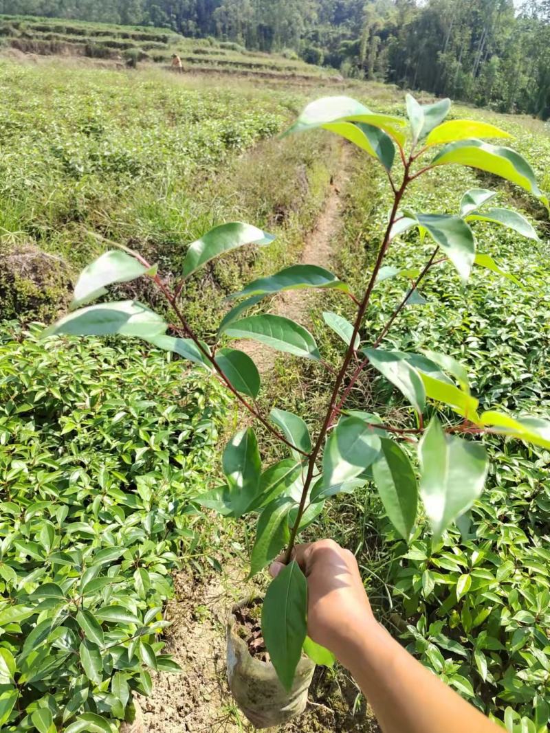 香樟苗