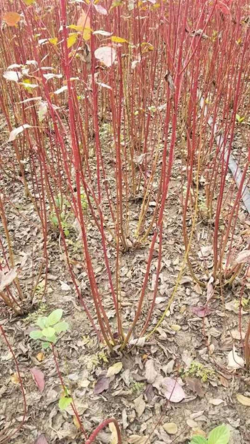 红瑞木，80高度，移栽苗。多分支