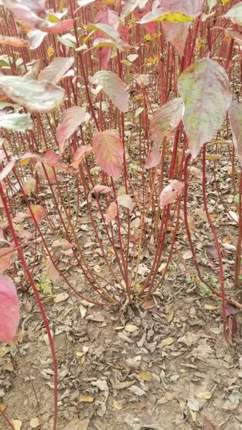 红瑞木，80高度，移栽苗。多分支