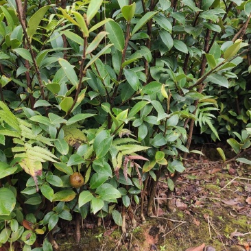 油茶苗