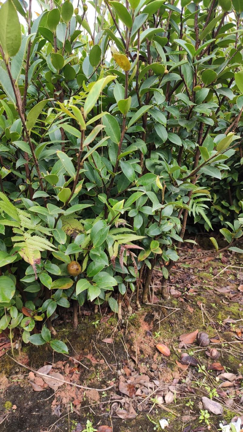油茶苗