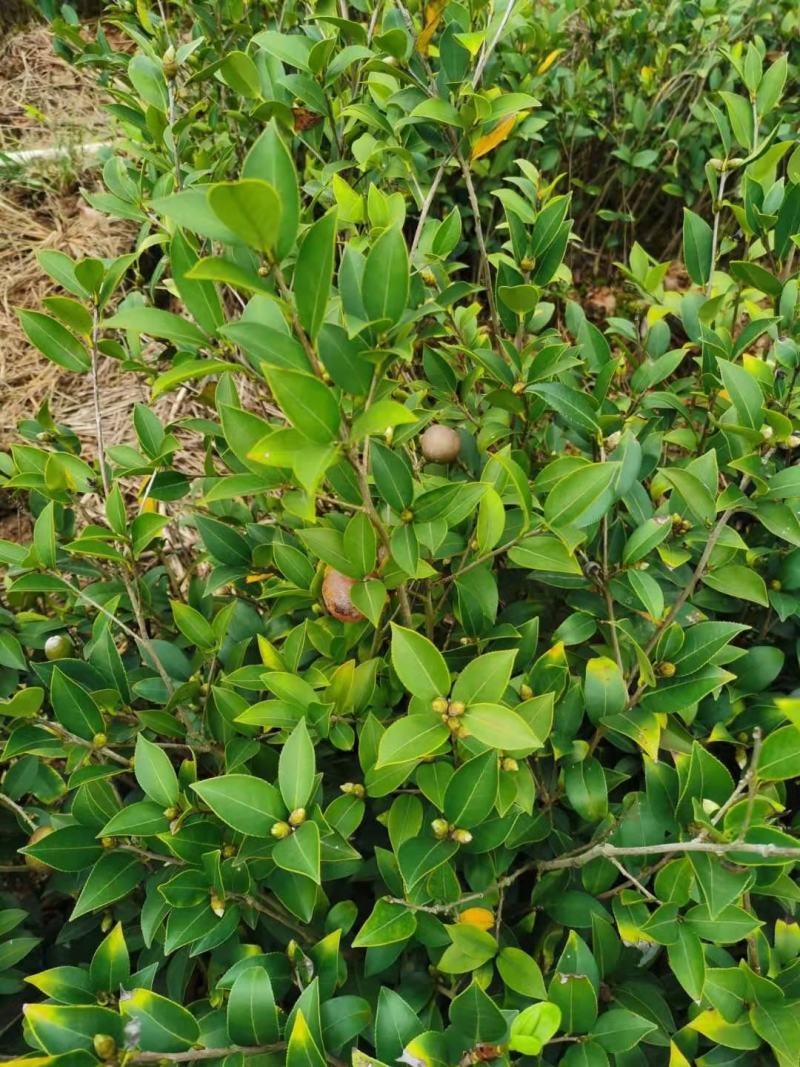 油茶苗