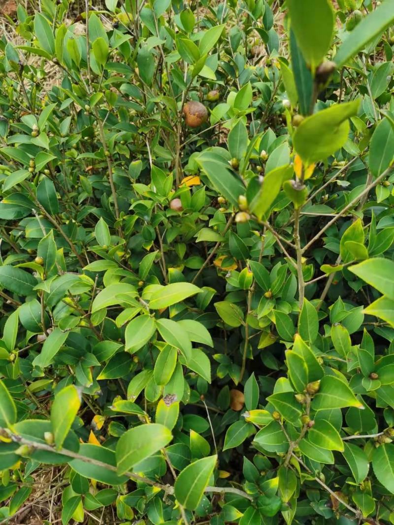 油茶苗