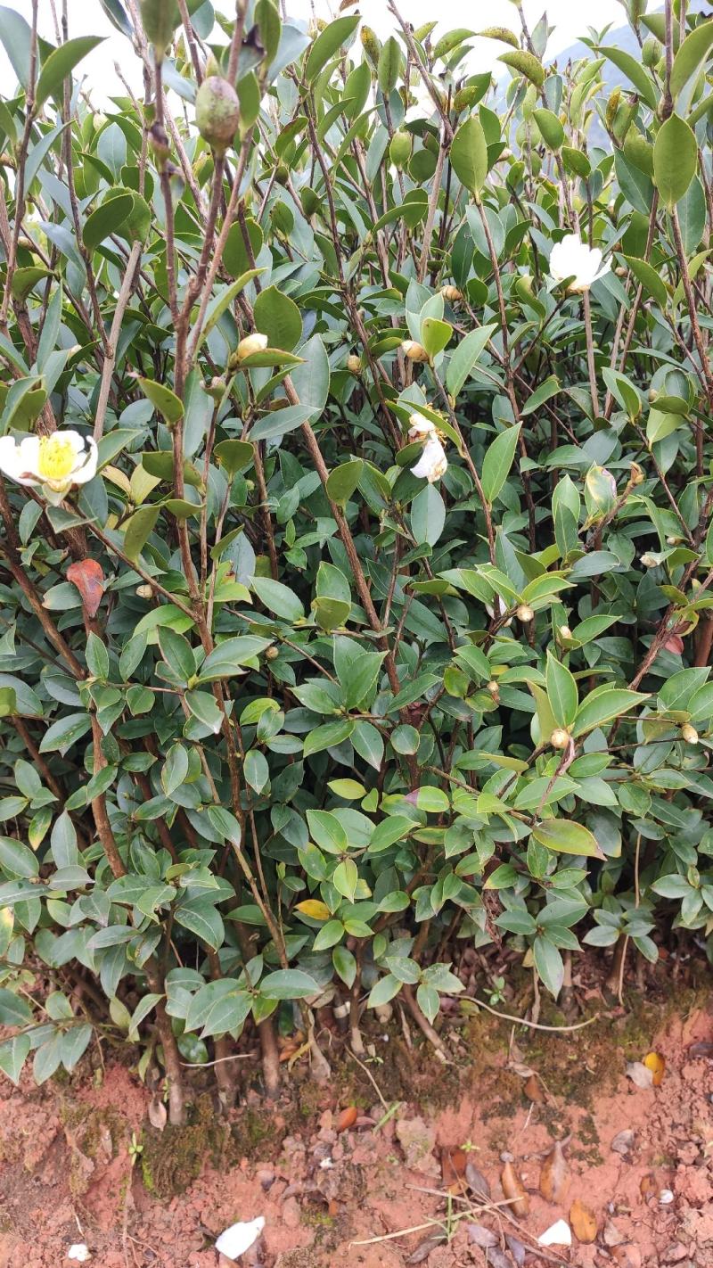 油茶苗