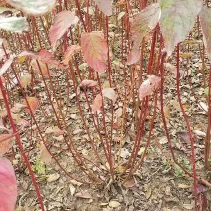红瑞木，80高度，移栽苗。多分支
