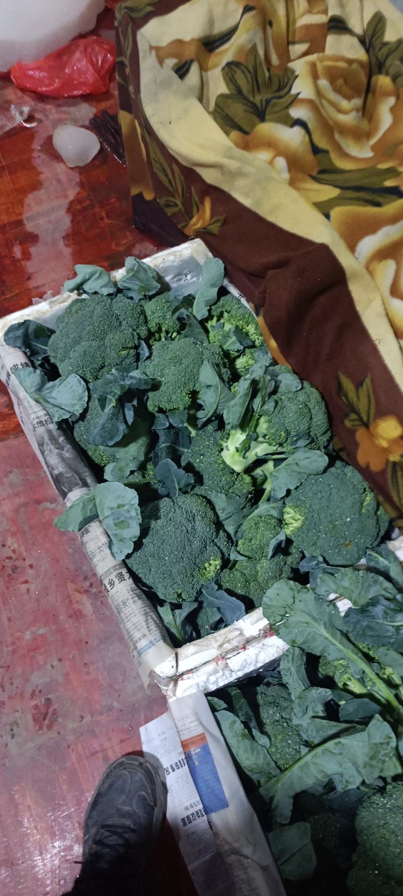 横州市两指西兰花中柄西兰花青花大花头小米花头