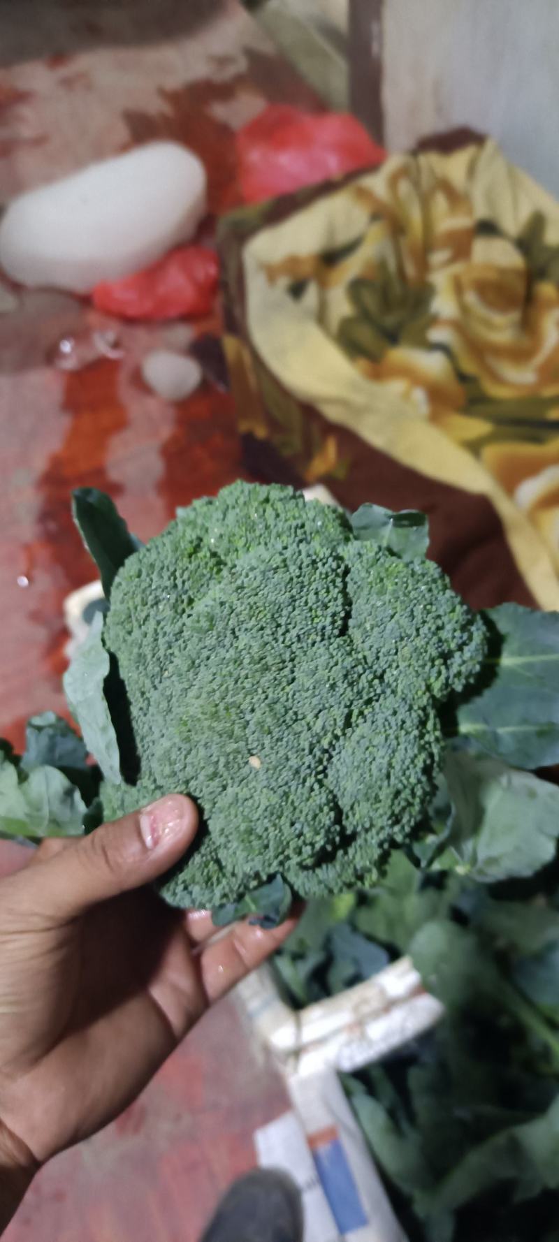 横州市两指西兰花中柄西兰花青花大花头小米花头