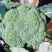 横州市两指西兰花中柄西兰花青花大花头小米花头