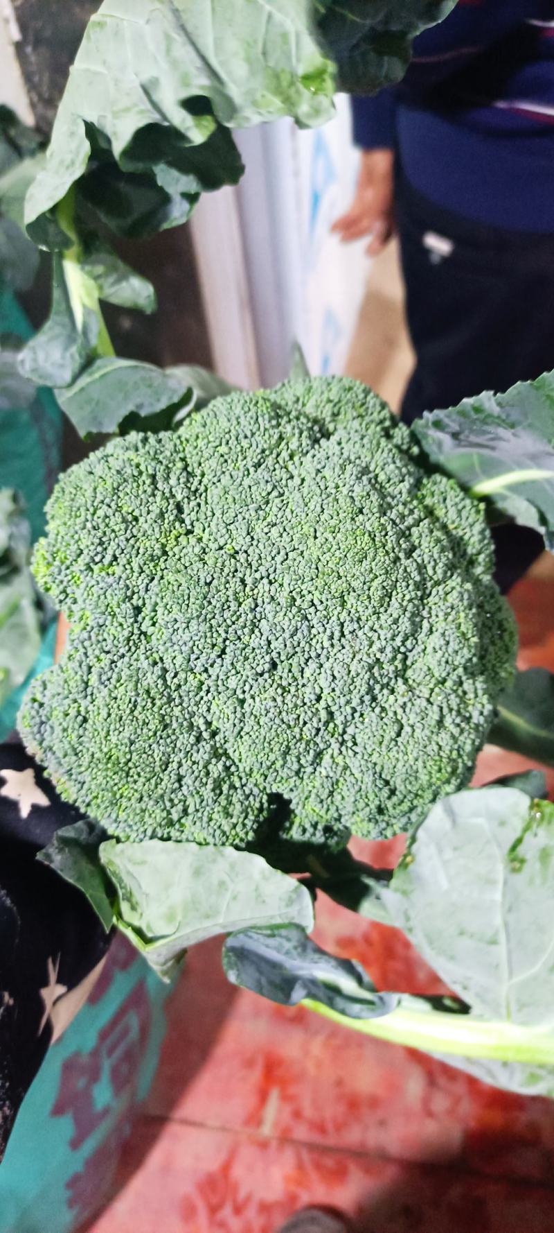 横州市两指西兰花中柄西兰花青花大花头小米花头
