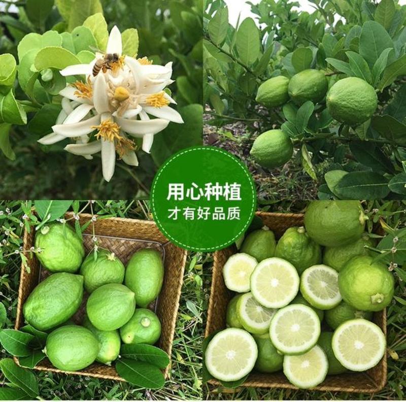 柠檬苗，广东香水柠檬，盆栽地栽都可以，带土带叶四季结果