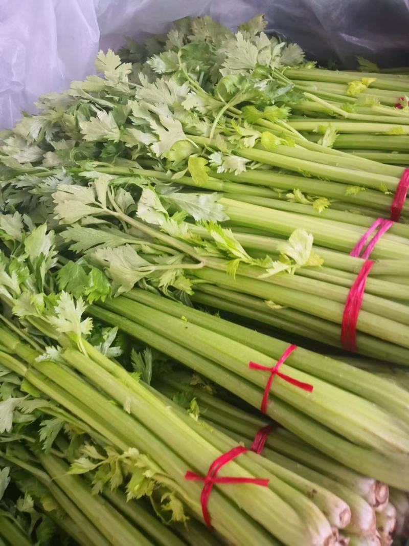 芹菜大量上市中，，大中小棵都有货，全国代发