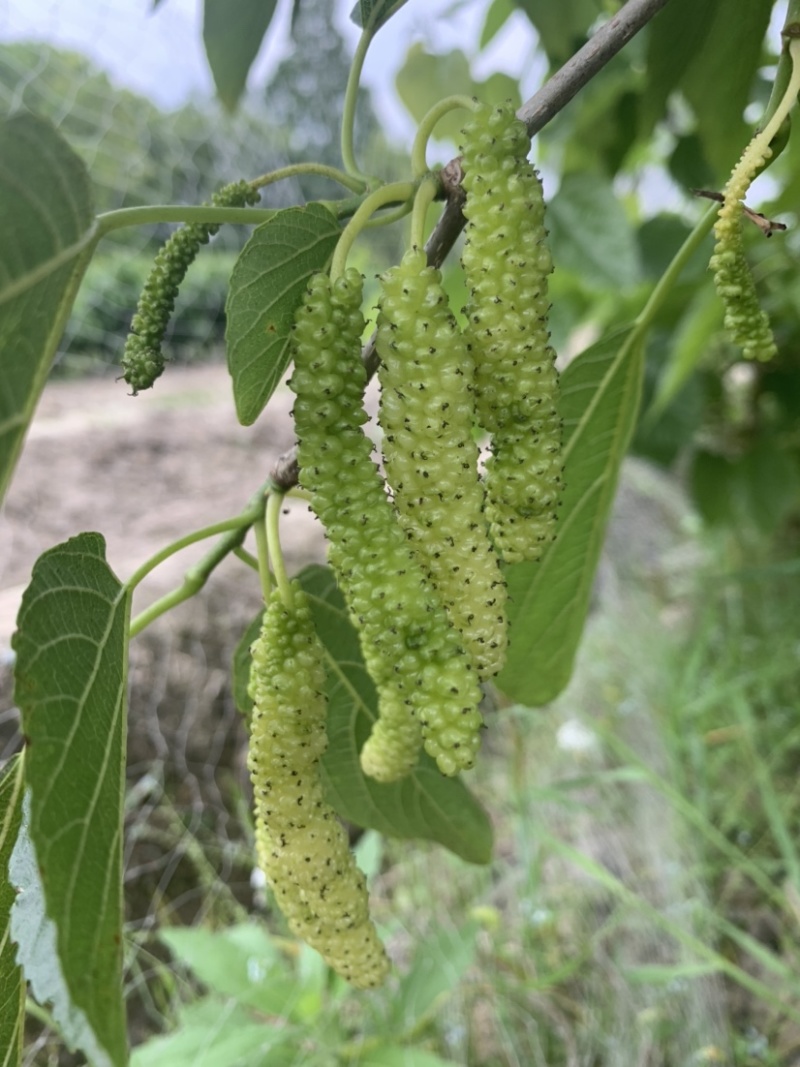 金香葚香金葚白色长果桑树苗桑果苗树莓