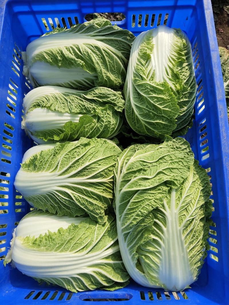 山东兰陵白菜黄心白菜大锦玲珑黄产地一手货源