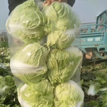 秦白2号大白菜，大量上市，欢迎全国客商前来采购，代发全国