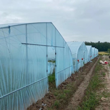 简易插地种植棚骨架棚膜带通风质量好价格低