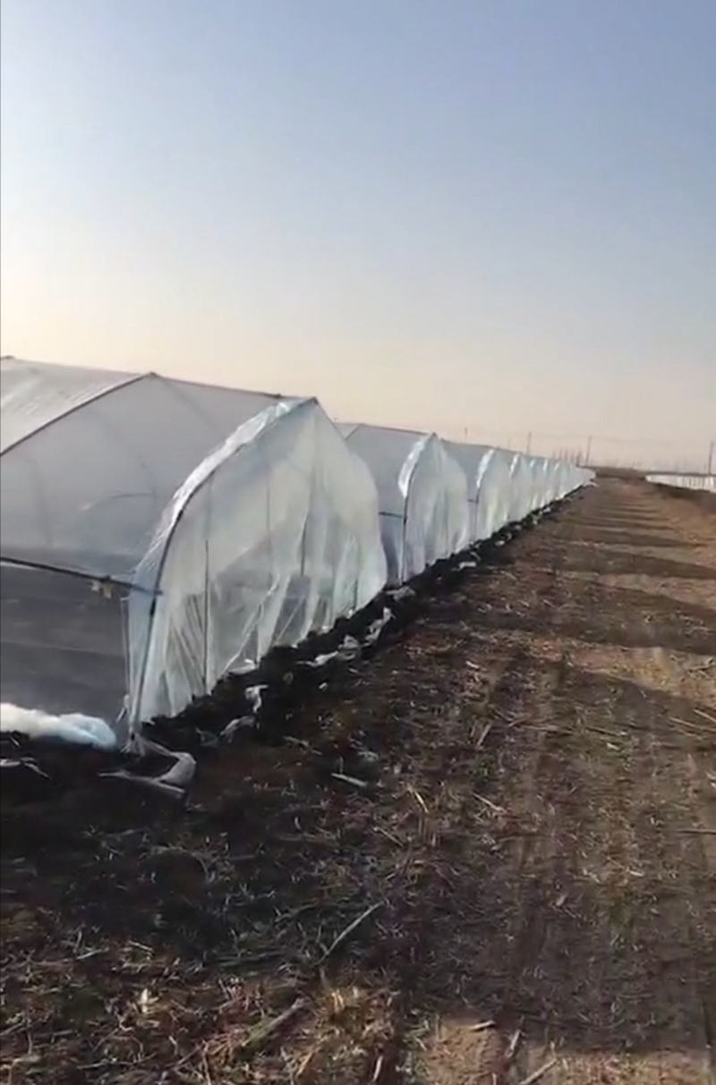 简易插地种植棚骨架棚膜带通风质量好价格低