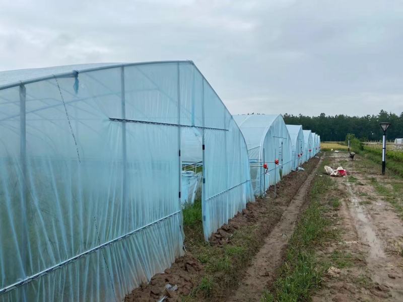 简易插地种植棚骨架棚膜带通风质量好价格低