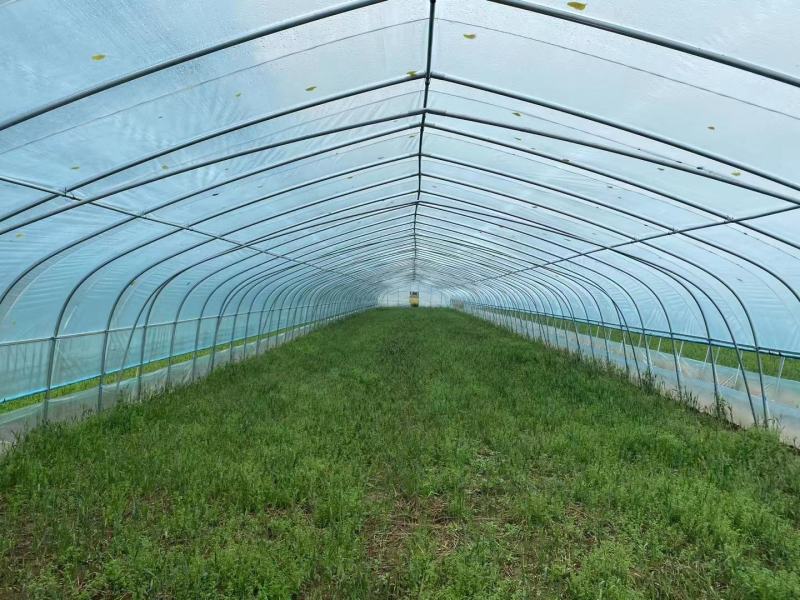 简易插地种植棚骨架棚膜带通风质量好价格低