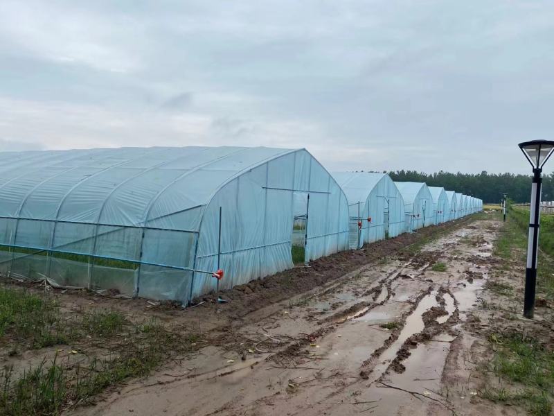简易插地种植棚骨架棚膜带通风质量好价格低