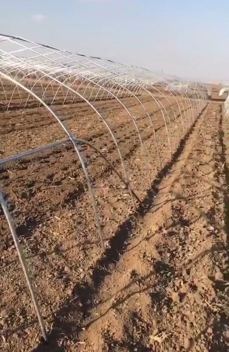 简易插地种植棚骨架棚膜带通风质量好价格低