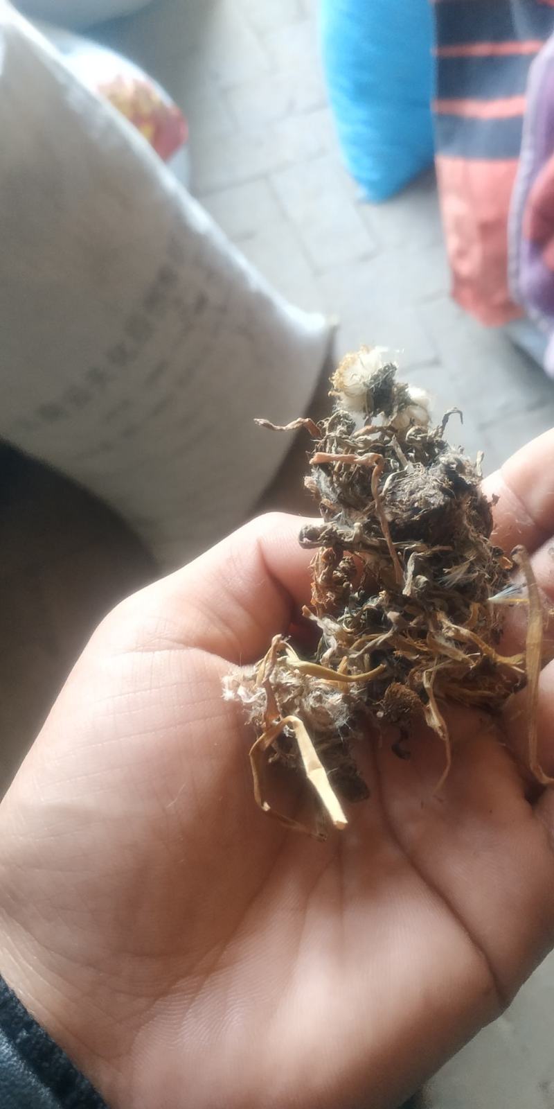 蒲公英，野生菌
