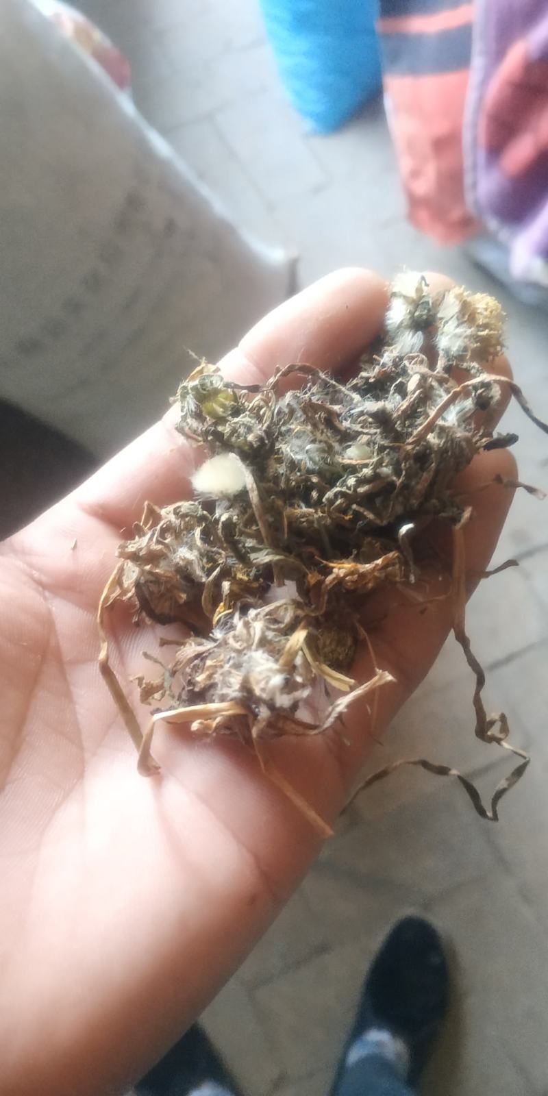 蒲公英，野生菌