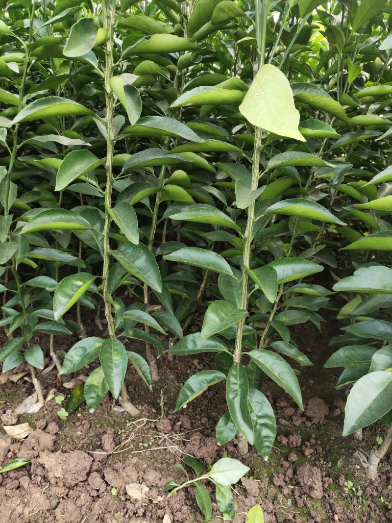 （放心苗）沃柑苗，沃柑地苗，基地现挖，品种保证，可签合同