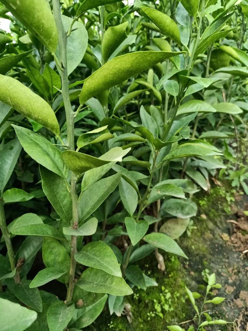 （放心苗）沃柑苗，沃柑地苗，基地现挖，品种保证，可签合同