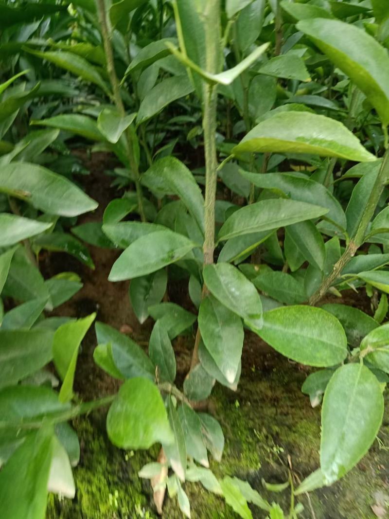 （放心苗）沃柑苗，沃柑地苗，基地现挖，品种保证，可签合同