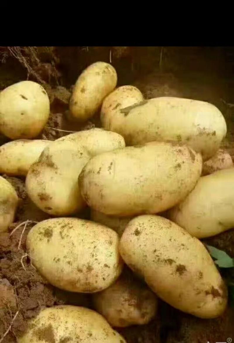 [推荐]黑龙江哈尔滨土豆Ⅴ七土豆马铃薯产地直发