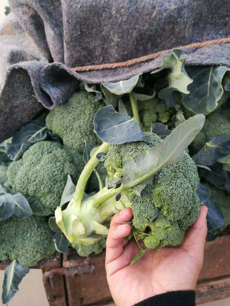 精品西蓝花，货源充足，颜色青绿，基地供应