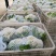 精选菜花/松花菜/花白无斑货源充足品质保证个头均匀