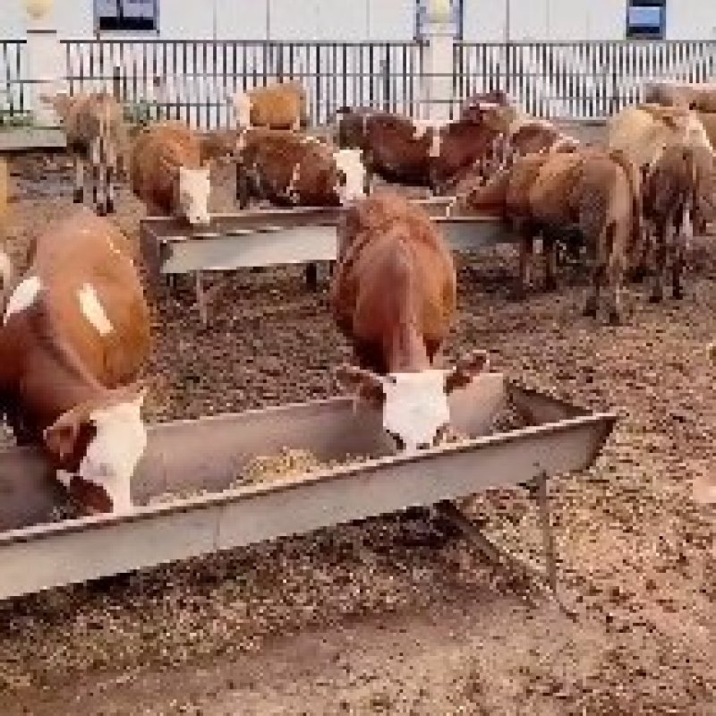 黄牛犊厂家直销包技术指导免费专车送货上门