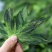猴魁绿茶新茶木箱装500克
