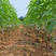 锦绣黄桃苗香甜可口产量高易管理南北方可种植现挖现发