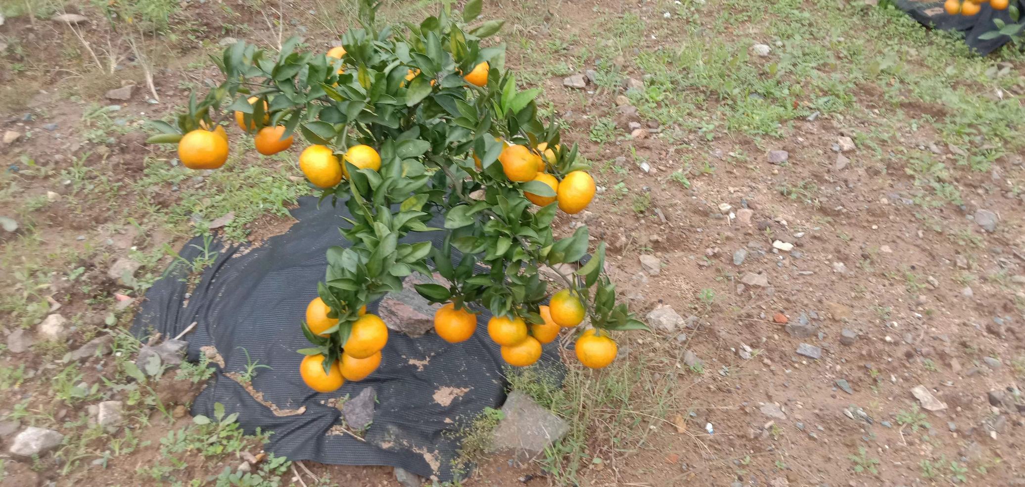 沙糖桔果园中果农正在修剪树枝,避免刺对果实和操作的影响 沙糖桔果园中果农修剪树枝的场景