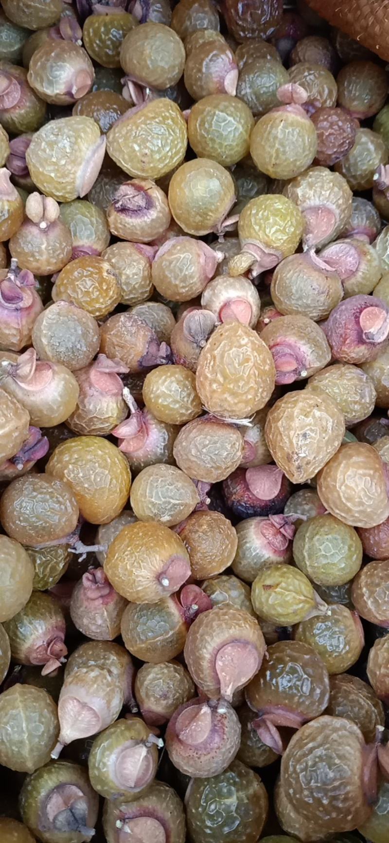 中药材无患子，无患子肉，木患子油患子洗手果新货质量保证