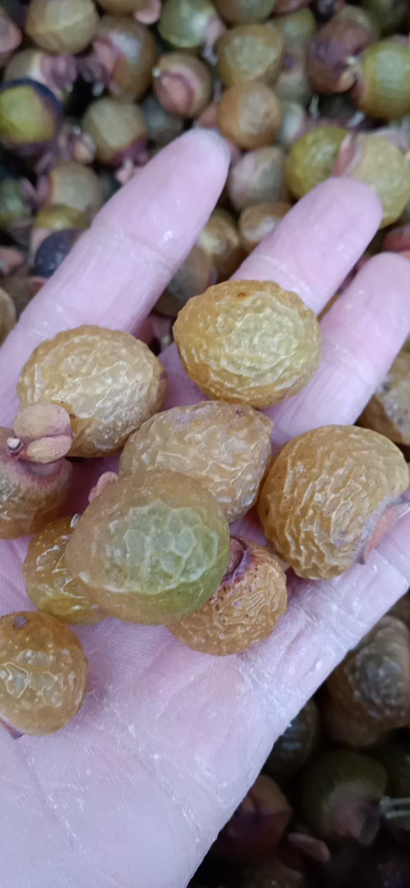 中药材无患子，无患子肉，木患子油患子洗手果新货质量保证