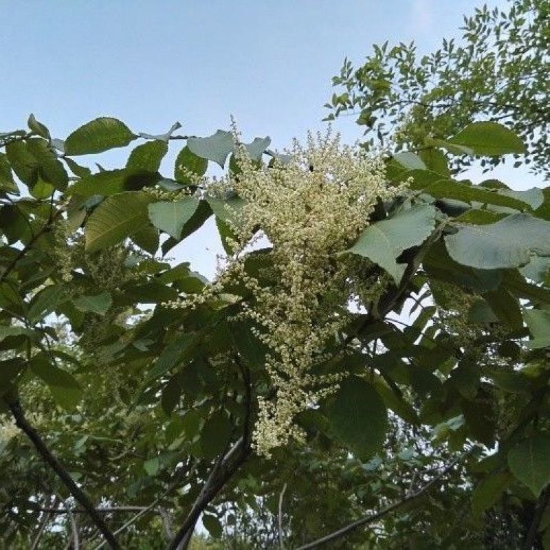 红肤杨种子林木种籽国产散装四季多年生景观绿化工程