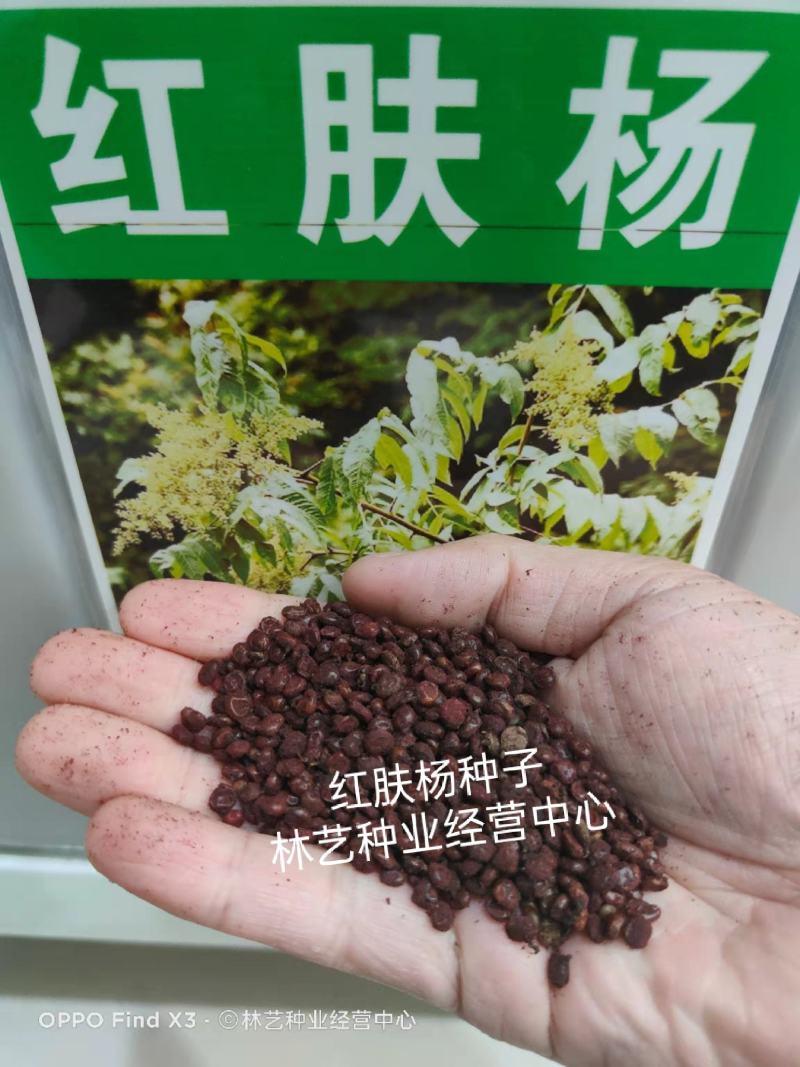 红肤杨种子林木种籽国产散装四季多年生景观绿化工程