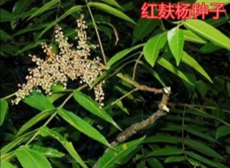 红肤杨种子林木种籽国产散装四季多年生景观绿化工程