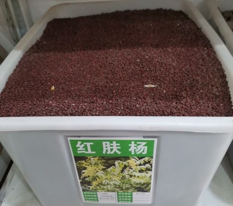 红肤杨种子林木种籽国产散装四季多年生景观绿化工程