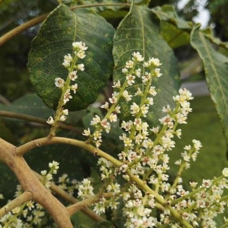红肤杨种子林木种籽国产散装四季多年生景观绿化工程