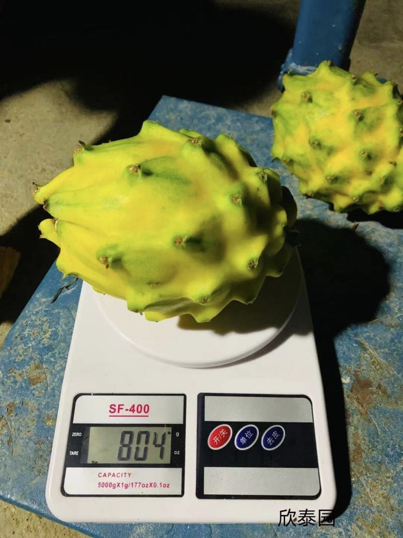 美国燕窝果苗